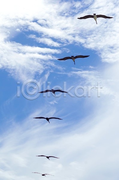 사람없음 JPG 포토 해외이미지 구름(자연) 미국 비행 새떼 야외 여러마리 주간 캘리포니아 펠리컨 하늘 해외202004 해외풍경