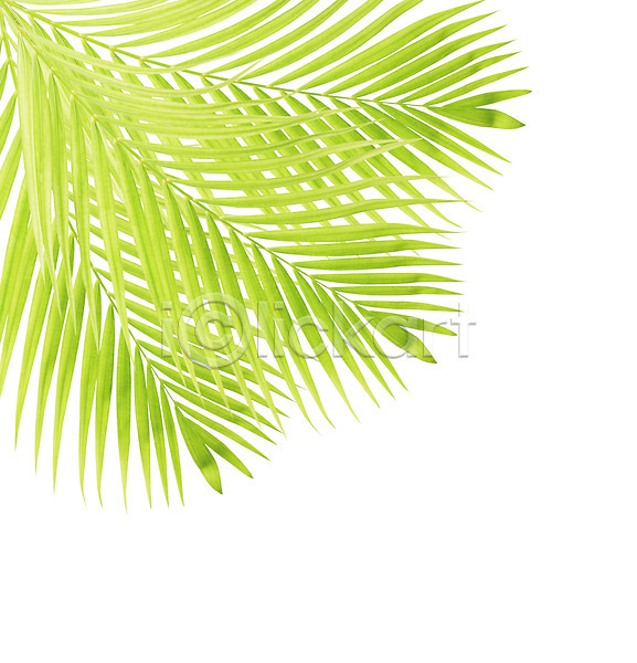 성장 사람없음 JPG 포토 해외이미지 고립 나무 나뭇가지 백그라운드 손바닥 숲 식물 심볼 여름(계절) 잎 자연 초록색 코코넛 패턴 해외202004 흰색