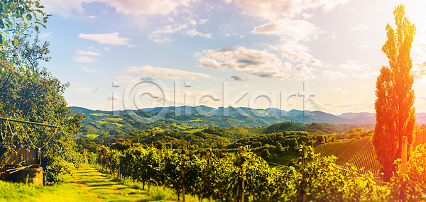 사람없음 JPG 포토 해외이미지 거리 계절 남쪽 내추럴 농가 농업 농장 밭 백그라운드 슬로베니아 시골 양조장 여름 여행 여행객 오스트리아 와인 유럽 일출 자연 점 주택 포도 포도밭 풍경 해외202004 해외포토 햇빛 황금