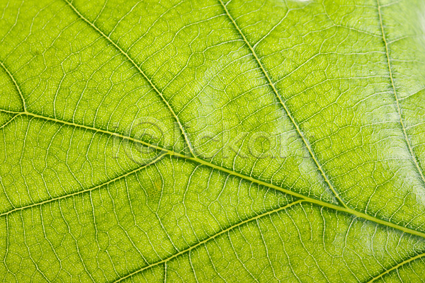 신선 사람없음 JPG 포토 해외이미지 닫기 섬유 식물 유기농 잎 정맥 질감 초록색 패턴 해외202004