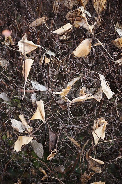 사람없음 JPG 포토 해외이미지 가을(계절) 갈색 계절 나뭇가지 닫기 묘사 백그라운드 식물 잎 자연 죽음 해외202004