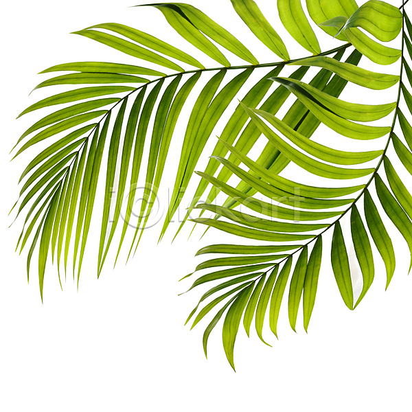 성장 사람없음 JPG 아이콘 포토 해외이미지 고립 곡선 나무 나뭇가지 백그라운드 부분 손바닥 숙이기 숲 스파 식물 심볼 싱글 아치 여름(계절) 오브젝트 잎 자연 작음 정맥 줄기 초록색 코코넛 패턴 해외202004 흰색
