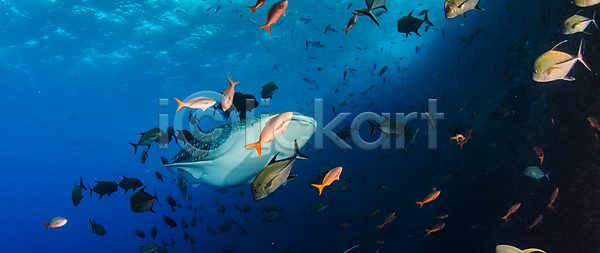 위험 사람없음 JPG 포토 해외이미지 고래 깊이 다이빙 동물 멕시코 물 바다 바닷속 백그라운드 산호 상어 수중 스포츠 암초 야생동물 야외 어류 여름(계절) 여행 육식동물 자연 파란색 해외202004