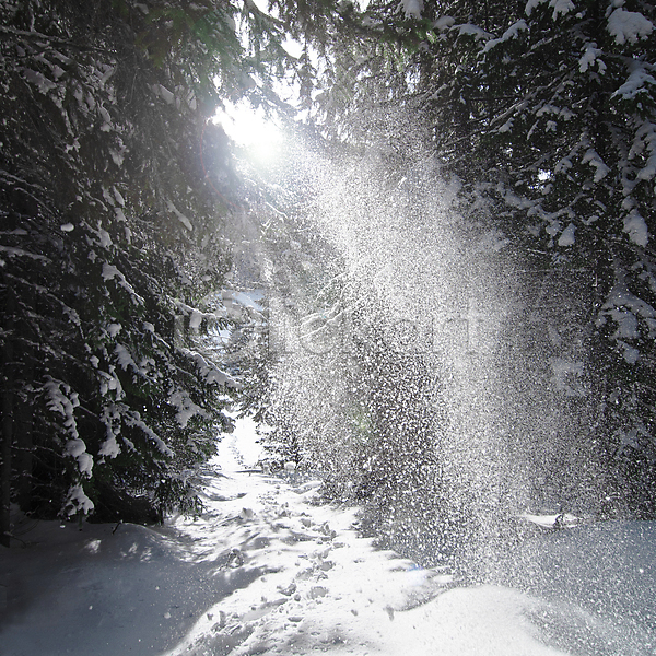 떨어짐 추위 사람없음 JPG 포토 해외이미지 겨울 나무 나뭇가지 냉동 모션 백그라운드 서리 소나무 야외 얼음 자연 정사각형 파란색 하늘 해외202004 흰색
