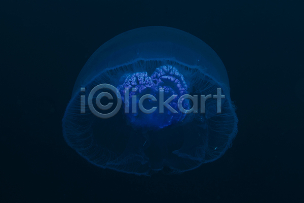 사람없음 JPG 포토 해외이미지 바닷속 수중동물 자포동물 파란색 한마리 해외202004 해파리