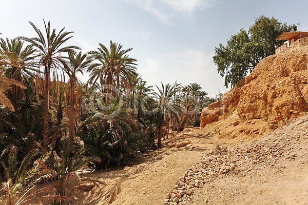 뜨거움 침묵 사람없음 JPG 포토 해외이미지 나무 모래 북쪽 사막 사하라 산 손바닥 아프리카 야외 여행 오아시스 자연 장면 풍경(경치) 해외202004