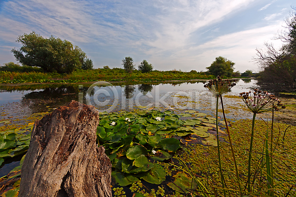 사람없음 JPG 포토 해외이미지 그림 꽃 러시아 물 식물 야외 여름(계절) 연못 잎 자연 표면 풍경(경치) 해외202004