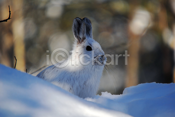 사람없음 JPG 아웃포커스 포토 해외이미지 겨울 눈(날씨) 야외 응시 주간 토끼 한마리 흰토끼