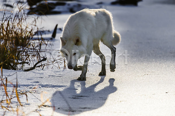 사람없음 JPG 포토 해외이미지 걷기 그림자 늑대 북극늑대 야생동물 야외 주간 한마리 해외202004