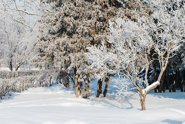시원함 신선 추위 사람없음 JPG 포토 해외이미지 12월 1월 가로 겨울 계절 공원 나무 나뭇가지 날씨 냉동 맑음 백그라운드 백발 빛 상록수 서리 숲 시간 시골 식물 야외 얼음 자연 크리스탈 파란색 패턴 풍경(경치) 하늘 해외202004 흰색