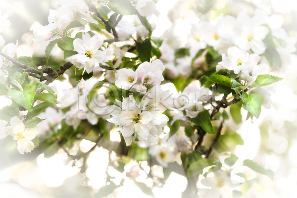 신선 사람없음 JPG 포토 해외이미지 4월 개화 과수원 과일 꽃 꽃무늬 나무 나뭇가지 농업 벚꽃 봄 분홍색 빛 사과 자연 장미 초록색 해외202004 햇빛 흰색