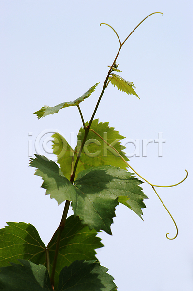 성장 사람없음 JPG 포토 해외이미지 내추럴 묘사 식물 양조장 와인 잎 자연 초록색 포도밭 해외202004