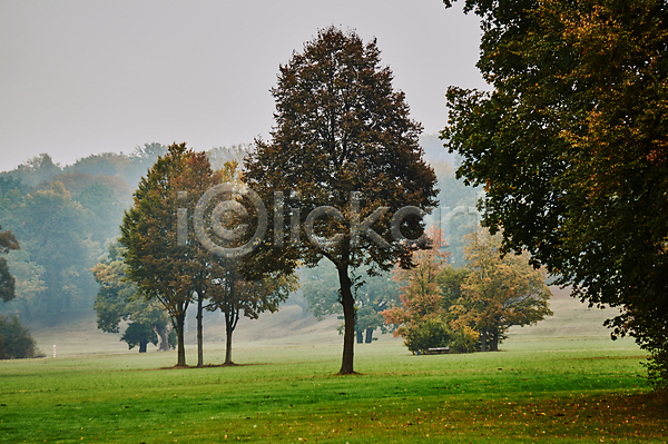 사람없음 JPG 포토 해외이미지 가을(계절) 공원 나무 나뭇가지 낙엽 독일 숲 식물 안개 유럽 해외202004