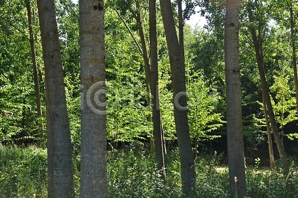 분위기 사람없음 JPG 포토 해외이미지 계절 나무 미루나무 시골 유럽 자연 풍경(경치) 프랑스 해외202004