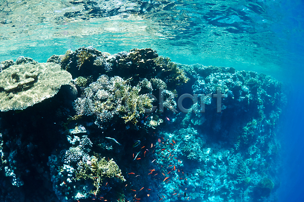 활발 사람없음 JPG 포토 해외이미지 깊이 바다 산호 수중 암초 야생동물 어류 자연 큼 터키석 파란색 해외202004