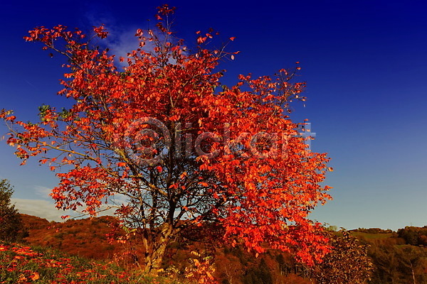 사람없음 JPG 실루엣 포토 해외이미지 흑백 검은색 계절 나무 나뭇가지 목재 빨간색 숲 시골 언덕 잎 자연 풍경(경치) 하늘 해외202004 흰색