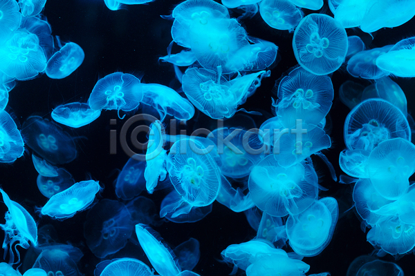 사람없음 JPG 포토 해외이미지 바닷속 수중동물 여러마리 자포동물 하늘색 해외202004 해파리