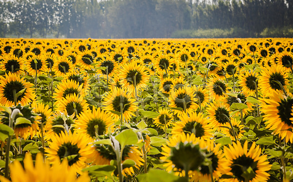 사람없음 JPG 포토 해외이미지 개화 꽃 꽃무늬 내추럴 노란색 농업 농장 맑음 밭 시골 식물 여름(계절) 자연 초록색 컬러풀 태양 풍경(경치) 프랑스 프로방스 해바라기 해외202004