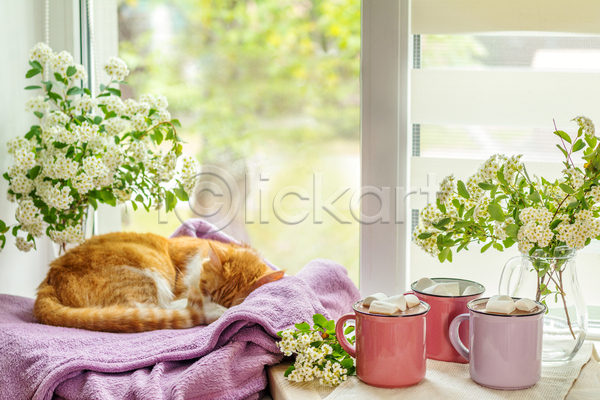 사람없음 JPG 포토 해외이미지 고양이 꽃 담요 반려동물 반려묘 실내 잠 창문 코코아 한마리 해외202004