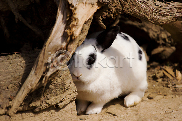 사람없음 JPG 포토 해외이미지 나무 숨기 야외 점박이 주간 토끼 한마리