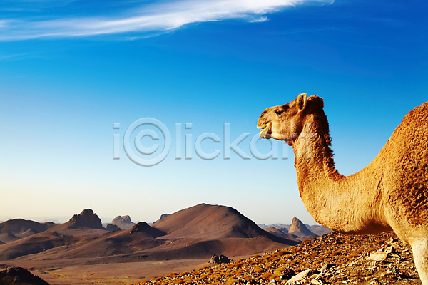 건조 사람없음 JPG 포토 해외이미지 가축 구름(자연) 낙타 단봉낙타 동물 바위 사막 사하라 산 산악지대 소 아침 아프리카 알제리 언덕 여행 자연 파란색 풍경(경치) 하늘 해외202004 환경 황무지