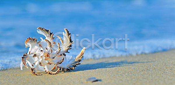 휴식 사람없음 JPG 포토 해외이미지 거품 껍질 내추럴 동물 만 멕시코 모래 물 바다 백그라운드 산호 서핑 석호 손바닥 여름 여행 여행객 완벽 이국적 일몰 자연 조개 초록색 컨셉 컬러풀 파도 파라다이스 하늘 해변 해외202004 해외포토 휴가 휴양지 흰색