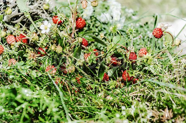 사람없음 JPG 포토 해외이미지 과일 딸기 먹기 빨간색 스페인 식물 음식 자연 작음 초록색 컬러풀 해외202004
