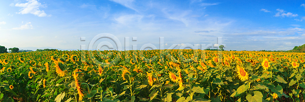 사람없음 JPG 포토 해외이미지 강렬 개화 꽃 꽃무늬 내추럴 노란색 농업 농장 맑음 밭 백그라운드 벚꽃 수확 시골 식물 여름 유기농 자연 장식 정원 초록색 컬러풀 태양 파노라마 파란색 패턴 풍경 프랑스 프로방스 하늘 해바라기 해외202004 해외포토