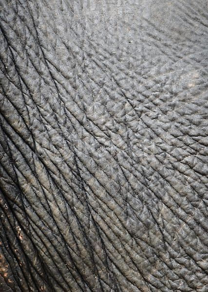 숨김 사람없음 JPG 포토 해외이미지 가죽 거친 내추럴 동물 동물원 묘사 백그라운드 사파리 선 아시아 야생동물 자연 주름 질감 추상 코끼리 큼 패턴 포유류 피부 해외202004 회색