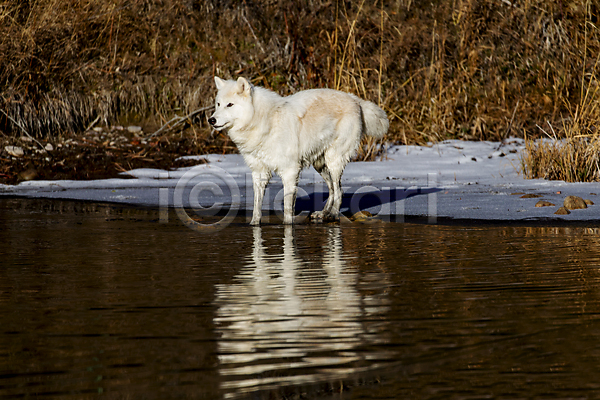 사람없음 JPG 포토 해외이미지 강 늑대 반사 북극늑대 야생동물 야외 주간 한마리 해외202004