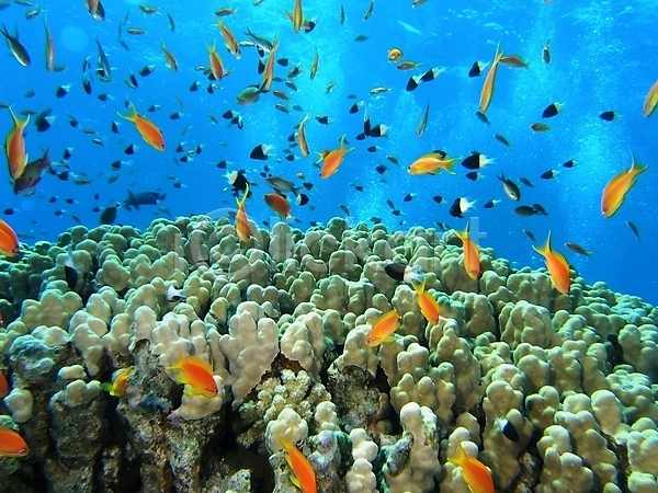 사람없음 JPG 포토 해외이미지 다이빙 동물 동물상 물 반사 산호 수중 스노클링 식물 암초 야생동물 어류 자연 투명 표면 해외202004