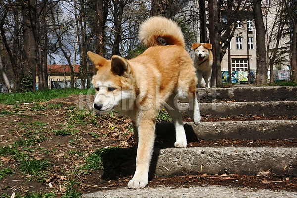산책 사람없음 JPG 포토 해외이미지 강아지 계단 내려오기 두마리 반려견 아키타견 야외 주간 해외202004