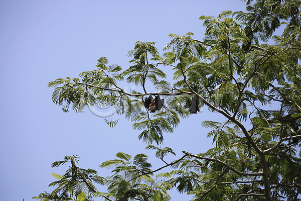 사람없음 JPG 포토 나뭇가지 동물 라디그 매달리기 박쥐 세이셸 아프리카 야외 야자수 야자수잎 주간 한마리 해외