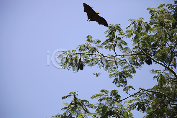 사람없음 JPG 포토 나뭇가지 동물 라디그 박쥐 비행 세이셸 아프리카 야외 야자수 야자수잎 주간 한마리 해외
