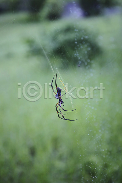사람없음 JPG 포토 거미 거미줄 동물 라디그 세이셸 아프리카 야외 주간 한마리 해외
