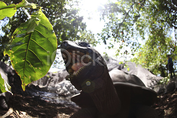 사람없음 JPG 포토 거북이 나뭇잎 동물 라디그 세이셸 아프리카 야외 주간 한마리 해외