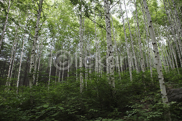 사람없음 JPG 포토 강원도 나무 숲 아시아 야외 여러그루 원대리 인제군 자작나무 주간 풍경(경치) 한국