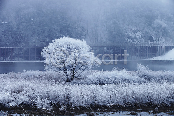 사람없음 JPG 포토 갈대밭 강원도 겨울 겨울풍경 나무 눈(날씨) 상고대 아시아 야외 주간 춘천 풍경(경치) 한국 흰색