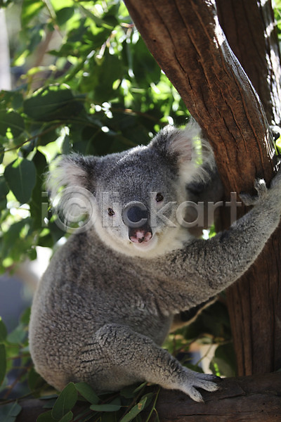사람없음 JPG 포토 나무 매달리기 시드니 야외 오세아니아 주간 코알라 한마리 해외 호주