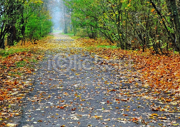 즐거움 침묵 휴식 사람없음 JPG 포토 해외이미지 가로 가을(계절) 갈색 거리 공원 나무 날씨 노란색 목재 생태학 숲 아스팔트(도로) 안개 위치 잎 자연 저녁 풍경(경치) 해외202004