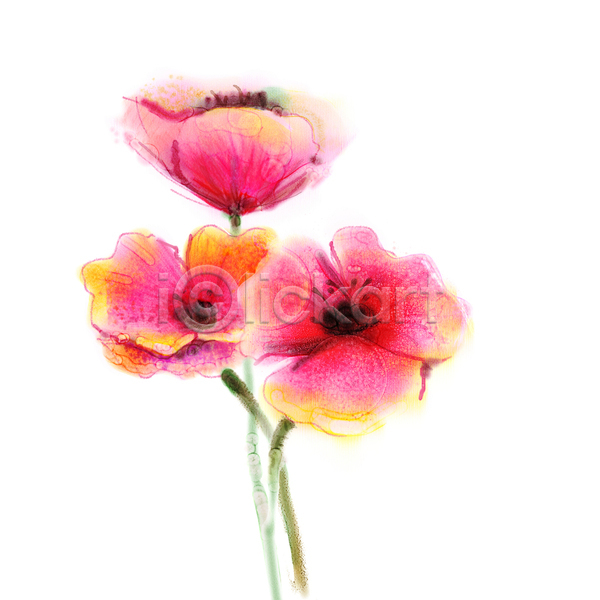 사람없음 JPG 포토 해외이미지 그림 꽃 미술 분홍색 세송이 손그림 수채화(물감) 양귀비 해외202004