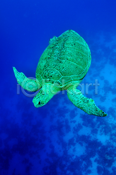 사람없음 JPG 포토 해외이미지 거북이 깊이 다이빙 동물 물 바다 수영 수중 야생동물 양서류 여행 자연 초록색 파란색 파충류 해외202004