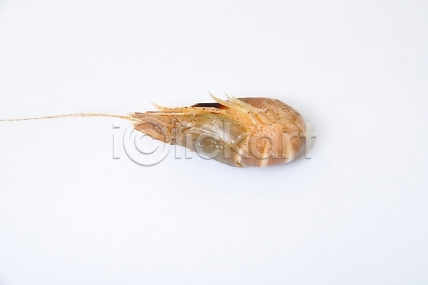 사람없음 JPG 포토 해외이미지 갑각류 동물 바다 북쪽 새우 요리 유럽 음식 자연 해산물 해외202004