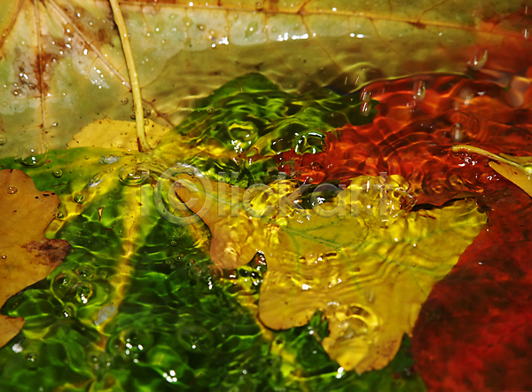 화려 활발 사람없음 JPG 포토 해외이미지 10월 11월 9월 가을(계절) 갈색 계절 기술 노란색 단풍 물 백그라운드 빨간색 수집 식물 오렌지 잎 자연 장면 젖음 질감 추상 해외202004 환경 황금
