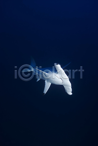 사람없음 JPG 로우앵글 포토 해외이미지 멸종 바다 세로 수중 야생동물 이집트 자연 전신 파란배경 한마리 해외202004 홍해