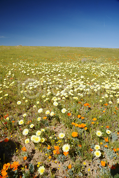 사람없음 JPG 포토 해외이미지 계곡 꽃 남쪽 노란색 들꽃 땅바닥 로스앤젤레스 로스엔젤레스 미국 바닥 봄 사막 서쪽 카펫 캘리포니아 파란색 하늘 해외202004