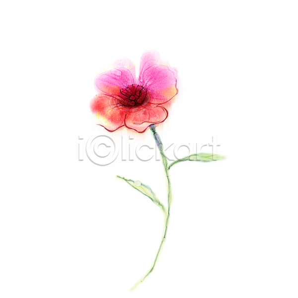 사람없음 JPG 포토 해외이미지 그림 꽃 미술 분홍색 손그림 수채화(물감) 한송이 해외202004