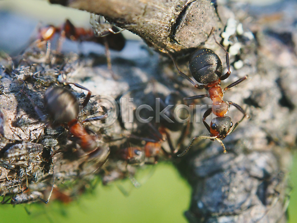 사람없음 JPG 포토 해외이미지 개미 곤충 눈(신체부위) 디테일 빨간색 안테나 여름(계절) 초록색 해외202004