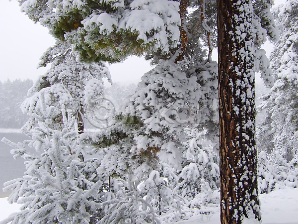 침묵 사람없음 JPG 포토 해외이미지 겨울 나무 나뭇가지 단풍 서리 숲 식물 얼음 자연 컬러풀 크리스마스 풍경(경치) 해외202004 흰색