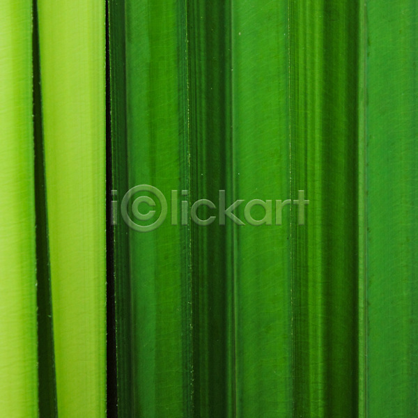 신선 사람없음 JPG 포토 해외이미지 꽃무늬 나무 내추럴 묘사 백그라운드 벽지 봄 선 숲 식물 엘리먼트 여름(계절) 유기농 잎 자연 정원 질감 초록색 패턴 해외202004 환경